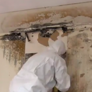 Mold_Remediation